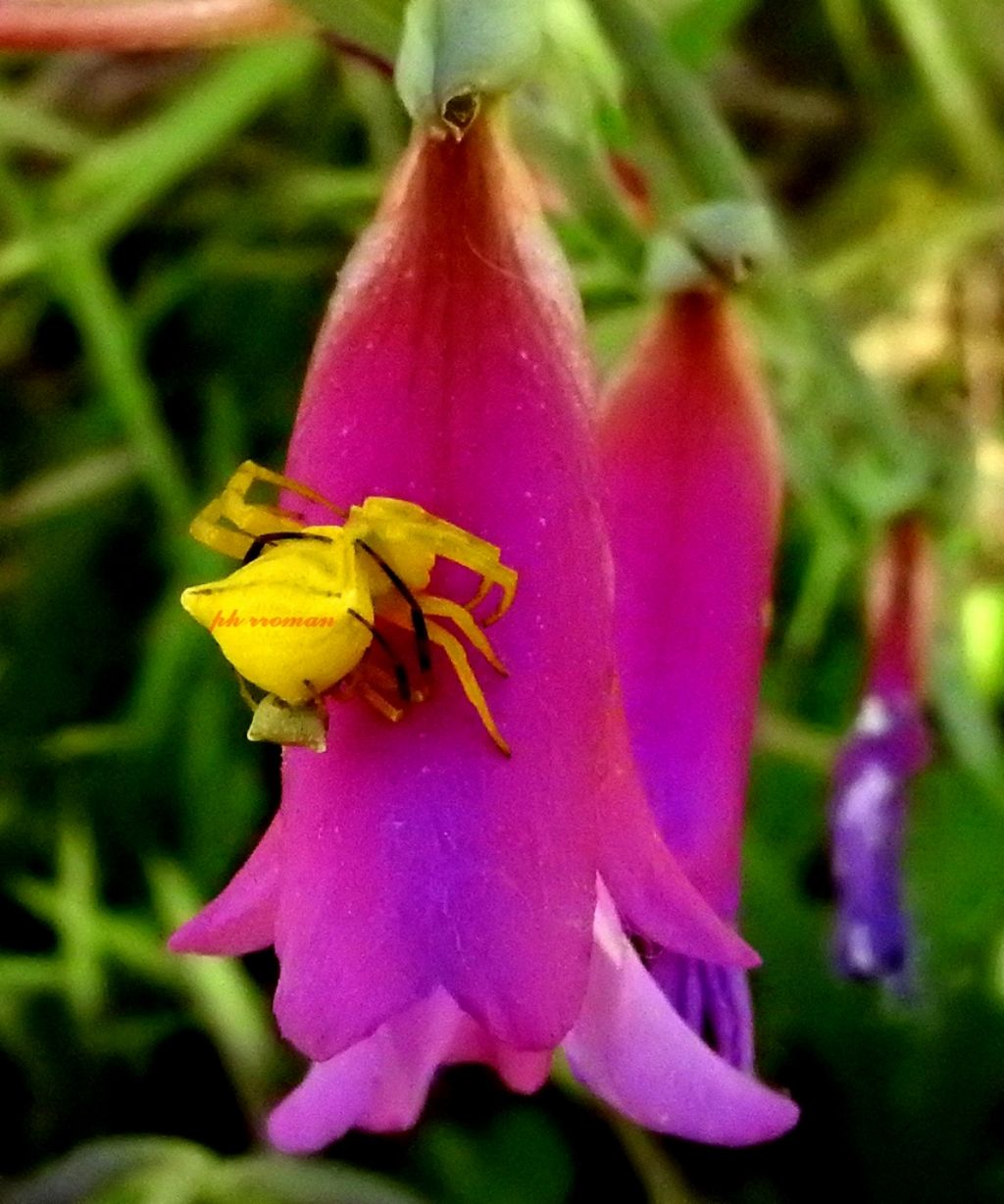 Misumena vatia? No, Thomisus onustus -